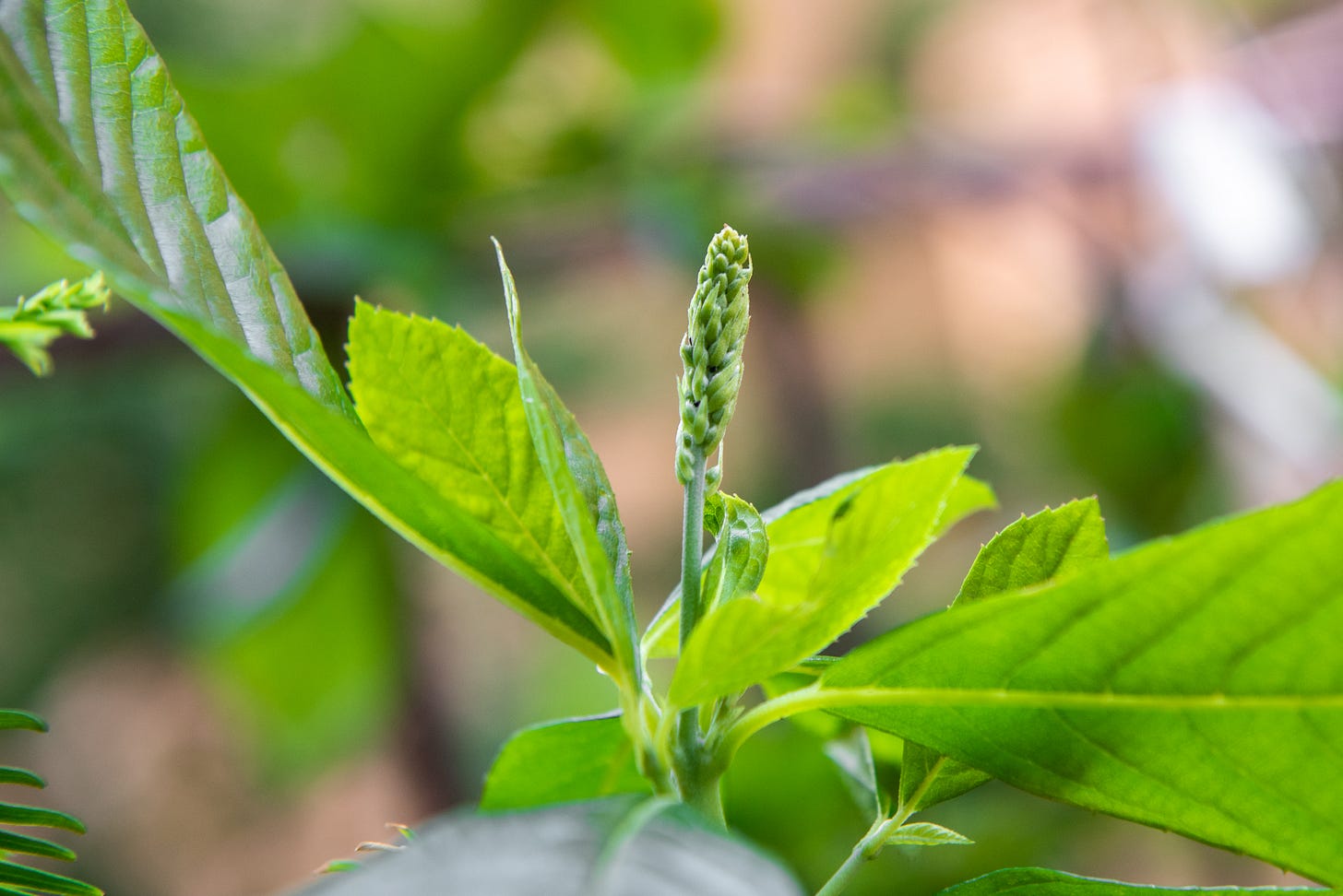 Image description: Clethra stalk with green flower stalk rising from leaves. End image description.