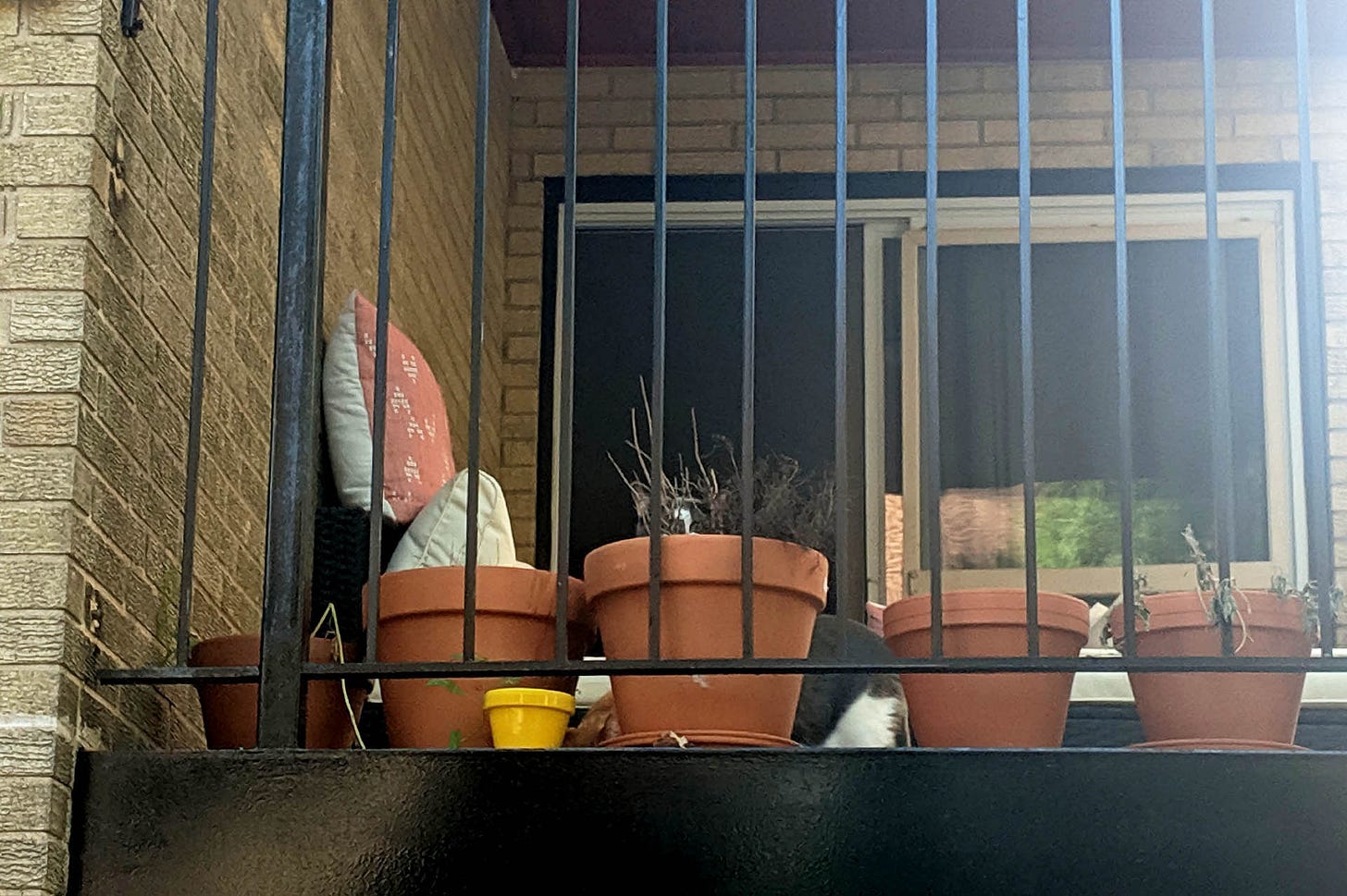 A gray and white cat hides amongst terracotta pots on a balcony