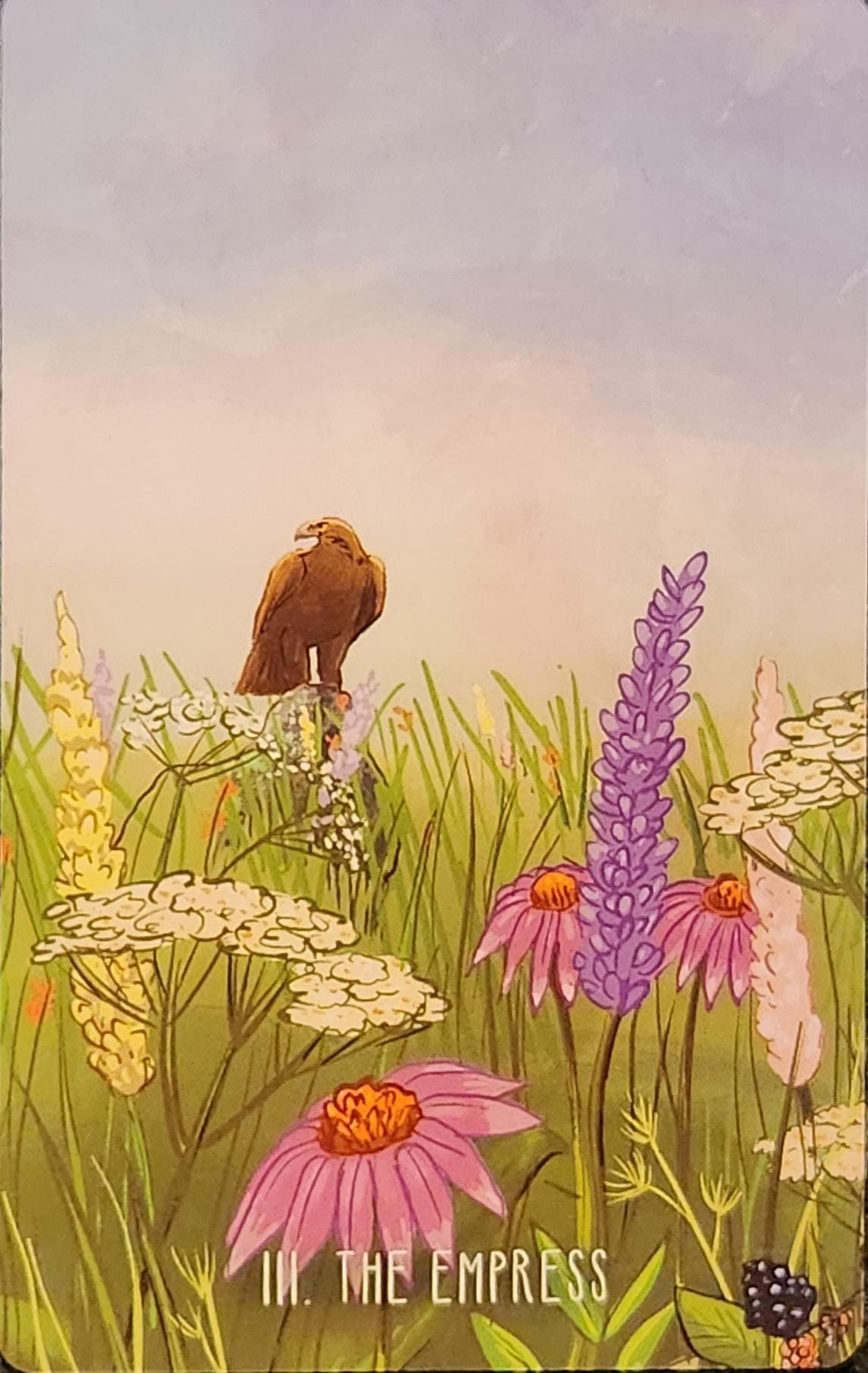 A tarot card labelled III. The Empress. A wildflower field with tall grass and a variety of purple, pink, white and yellow wildflowers. A large hawk is sitting in the middle of the field, looking to the left. 