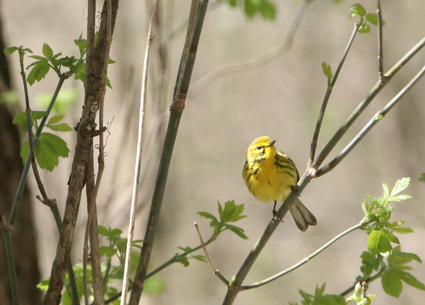 A small yellow bird with black stripes on its sides looks into the camera from its perch on a narrow branch.