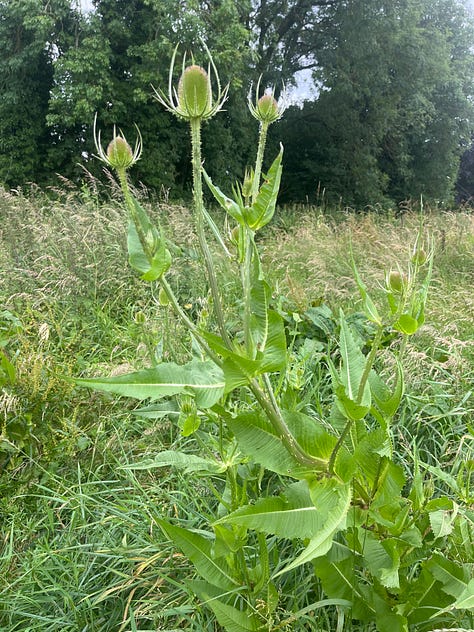 wildflowers