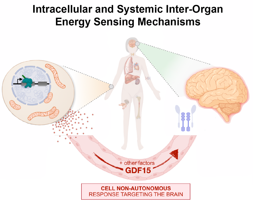 A figure that gives an overview of Intracellular and systemic inter-organ energy sensing mechanisms, including GDF15. A figure that gives an overview of Intracellular and systemic inter-organ energy sensing mechanisms, including GDF15.