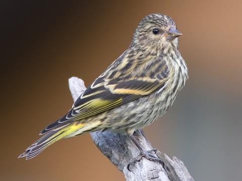 Pine Siskin Adult (Northern)