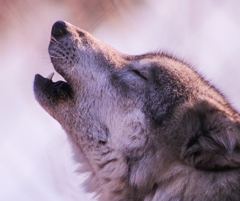 a wolf is looking up at the sky