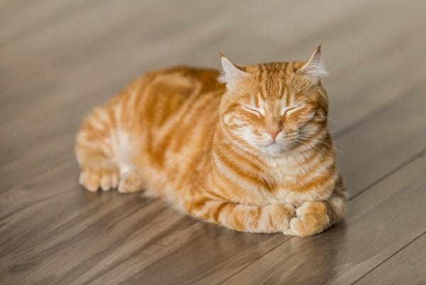 Happy as a cat.