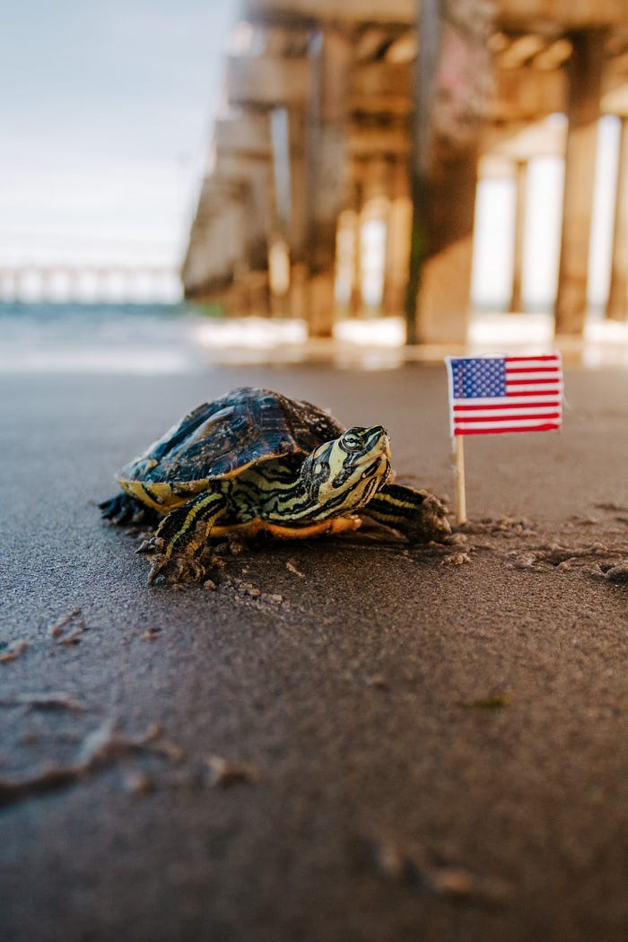 A turtle with a tiny American flag.