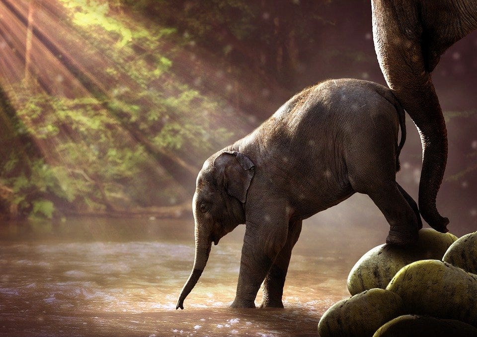 Elephant, Watering Hole, Baby Elephant, Animal