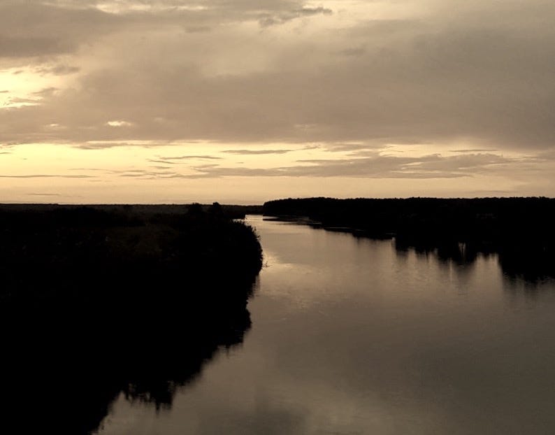 river beside plants during golden hour