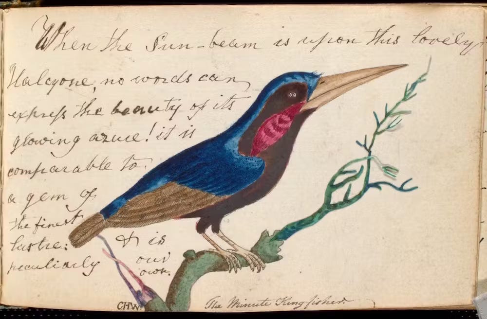 folha com escritos em inglês em letra cursiva, com a linda ilustração bem texturizada de um passarinho azul sobre um galho. folha com escritos em inglês em letra cursiva, com a linda ilustração bem texturizada de um passarinho azul sobre um galho.