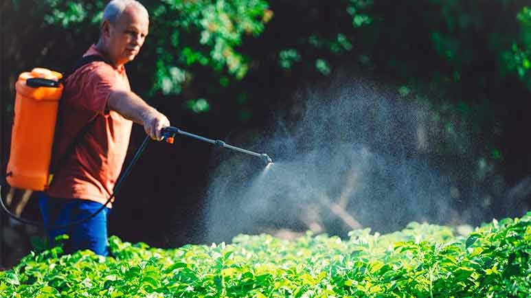 dicamba