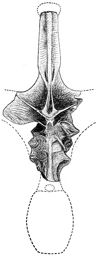 <p>In 1878, E.D. Cope reported the discovery of a vertebrate belong to what would be the largest dinosaur to ever live, the <em data-redactor-tag="em" data-verified="redactor">Amphicoelias fragillimus</em><span class="redactor-invisible-space" data-verified="redactor" data-redactor-tag="span" data-redactor-class="redactor-invisible-space"><em data-redactor-tag="em" data-verified="redactor">. </em><span class="redactor-invisible-space" data-verified="redactor" data-redactor-tag="span" data-redactor-class="redactor-invisible-space">Just that one bone was reported to be five feet tall, making the whole creature a titanic 190-foot-long dino. </span><span class="redactor-invisible-space" data-verified="redactor" data-redactor-tag="span" data-redactor-class="redactor-invisible-space">But as relayed in a 2016 story on <a href="https://fivethirtyeight.com/features/the-biggest-dinosaur-in-history-may-never-have-existed/" data-tracking-id="recirc-text-link">FiveThirtyEight</a>, there is a slight problem: nobody knows where the vertebrate is. And nobody is entirely sure it existed at all.</span></span></p><p><span class="redactor-invisible-space" data-verified="redactor" data-redactor-tag="span" data-redactor-class="redactor-invisible-space"><span class="redactor-invisible-space" data-verified="redactor" data-redactor-tag="span" data-redactor-class="redactor-invisible-space">Rivalries between scientists in the 19th centuries may have given rise to the rumors of the fossil, which eventually found its way into the records of the American Museum of Natural History. However, the bone itself never arrived at the museum, it seems. Further evidence claims that most long-neck dinosaurs would top out at about 100 feet long, making the existence of this behemoth improbable. </span></span></p> <p>In 1878, E.D. Cope reported the discovery of a vertebrate belong to what would be the largest dinosaur to ever live, the <em data-redactor-tag="em" data-verified="redactor">Amphicoelias fragillimus</em><span class="redactor-invisible-space" data-verified="redactor" data-redactor-tag="span" data-redactor-class="redactor-invisible-space"><em data-redactor-tag="em" data-verified="redactor">. </em><span class="redactor-invisible-space" data-verified="redactor" data-redactor-tag="span" data-redactor-class="redactor-invisible-space">Just that one bone was reported to be five feet tall, making the whole creature a titanic 190-foot-long dino. </span><span class="redactor-invisible-space" data-verified="redactor" data-redactor-tag="span" data-redactor-class="redactor-invisible-space">But as relayed in a 2016 story on <a href="https://fivethirtyeight.com/features/the-biggest-dinosaur-in-history-may-never-have-existed/" data-tracking-id="recirc-text-link">FiveThirtyEight</a>, there is a slight problem: nobody knows where the vertebrate is. And nobody is entirely sure it existed at all.</span></span></p><p><span class="redactor-invisible-space" data-verified="redactor" data-redactor-tag="span" data-redactor-class="redactor-invisible-space"><span class="redactor-invisible-space" data-verified="redactor" data-redactor-tag="span" data-redactor-class="redactor-invisible-space">Rivalries between scientists in the 19th centuries may have given rise to the rumors of the fossil, which eventually found its way into the records of the American Museum of Natural History. However, the bone itself never arrived at the museum, it seems. Further evidence claims that most long-neck dinosaurs would top out at about 100 feet long, making the existence of this behemoth improbable. </span></span></p>