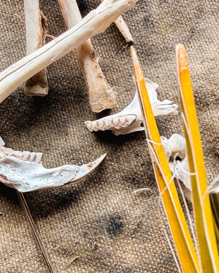 mouse bones, paints, yukka plant tools