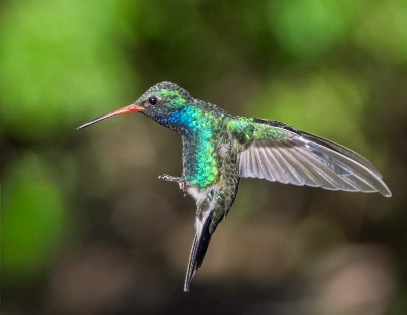 20250901-MaderaCanyon-774-Edit.jpg 20250901-MaderaCanyon-774-Edit.jpg