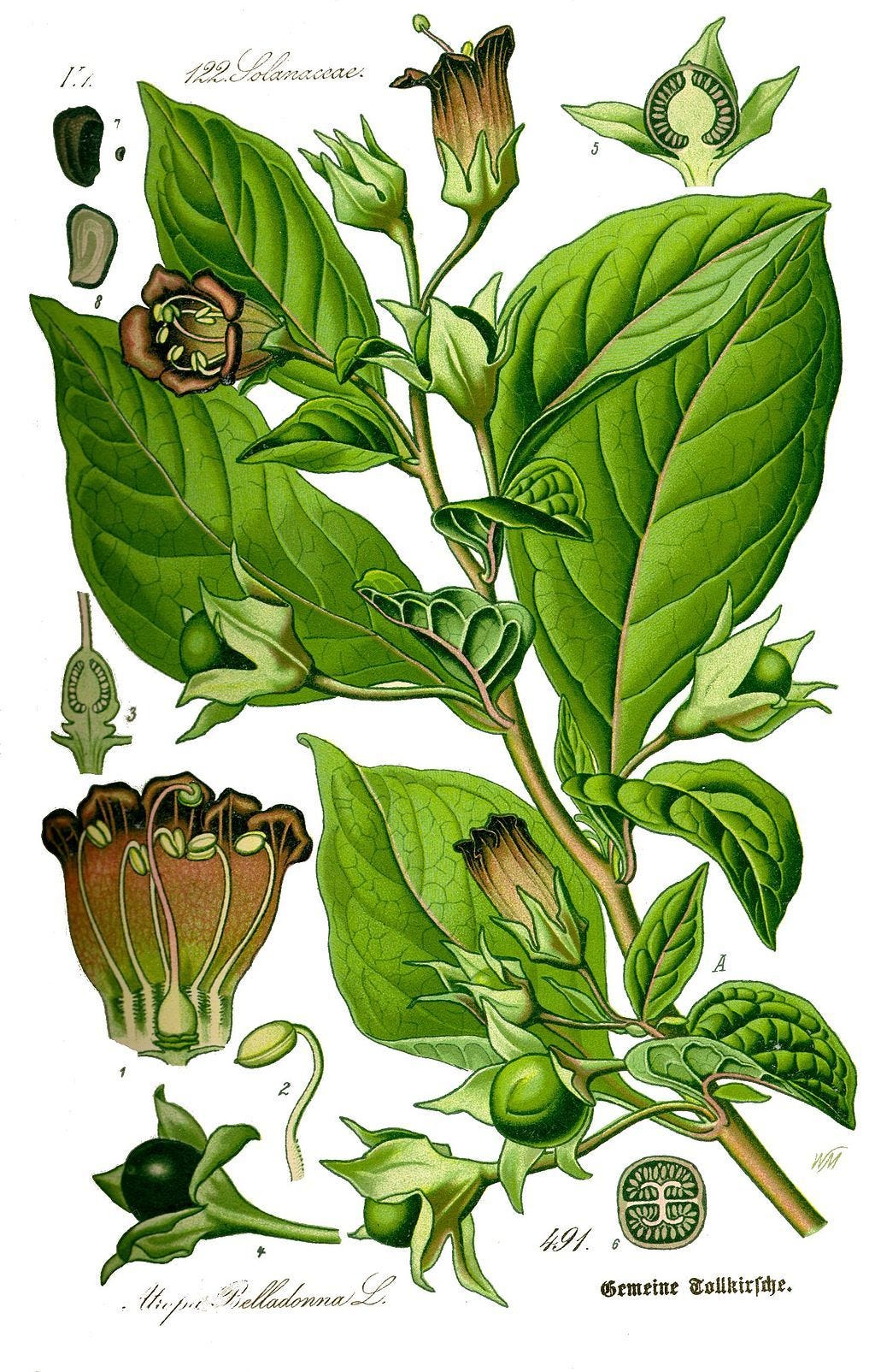 Atropa bella-donna [Illustration - Wikimedia - Public Domain].jpg
