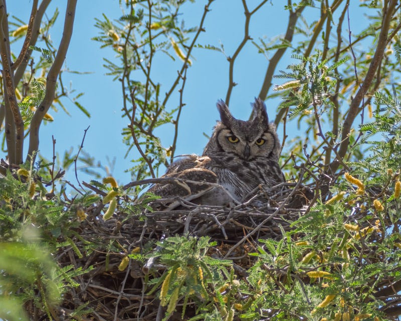 20260327-Marana-2-Edit 2.jpg 20260327-Marana-2-Edit 2.jpg