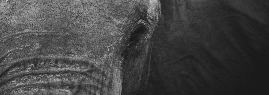 grayscale photography of elephant