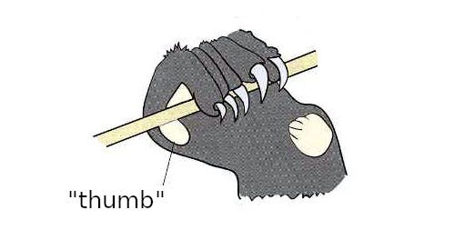 Picture of hand of red panda grasping bamboo. Radial sesamoid bone is labelled as 'thumb' Picture of hand of red panda grasping bamboo. Radial sesamoid bone is labelled as 'thumb'