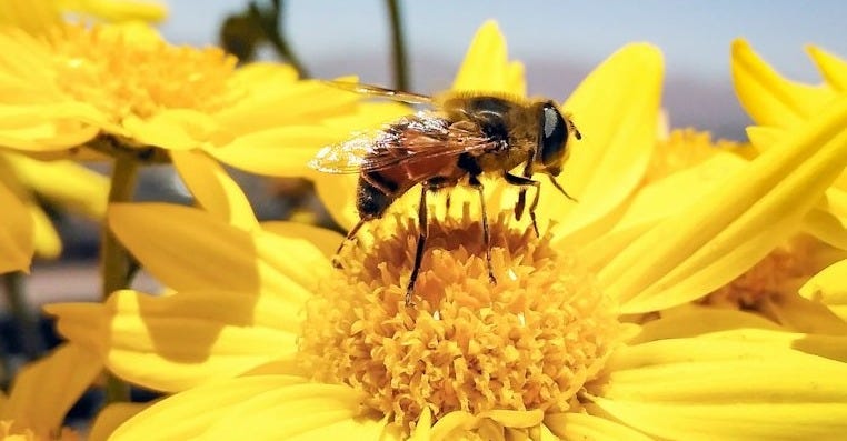 a bee sitting on top of a yellow flower