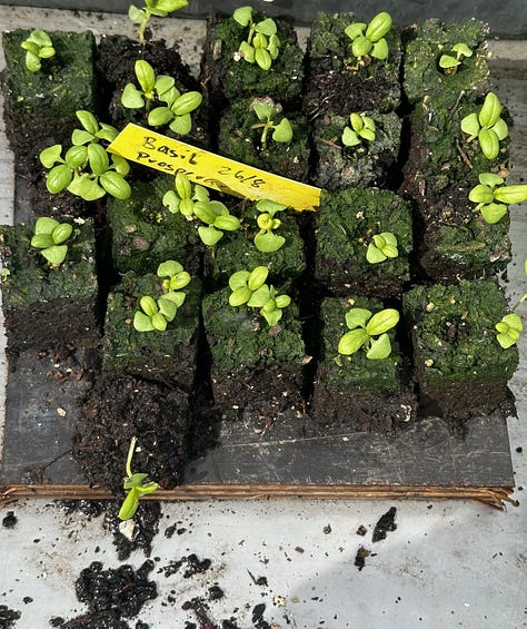 CHOCOLATE COMPOST CAKE. - Jill Dupleix Eats