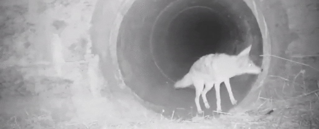 Here's The Real Deal With That Heartwarming Coyote-Badger Video :  ScienceAlert