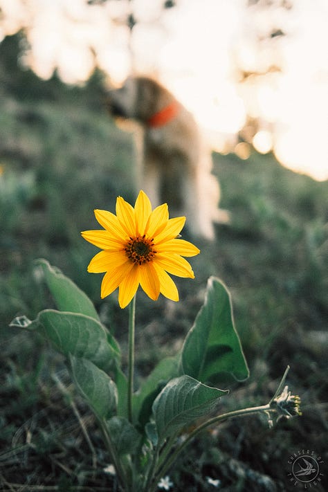 Fuji photographs of life in Montana by Tyler Knott Gregson
