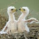 TheEaglefliesfree