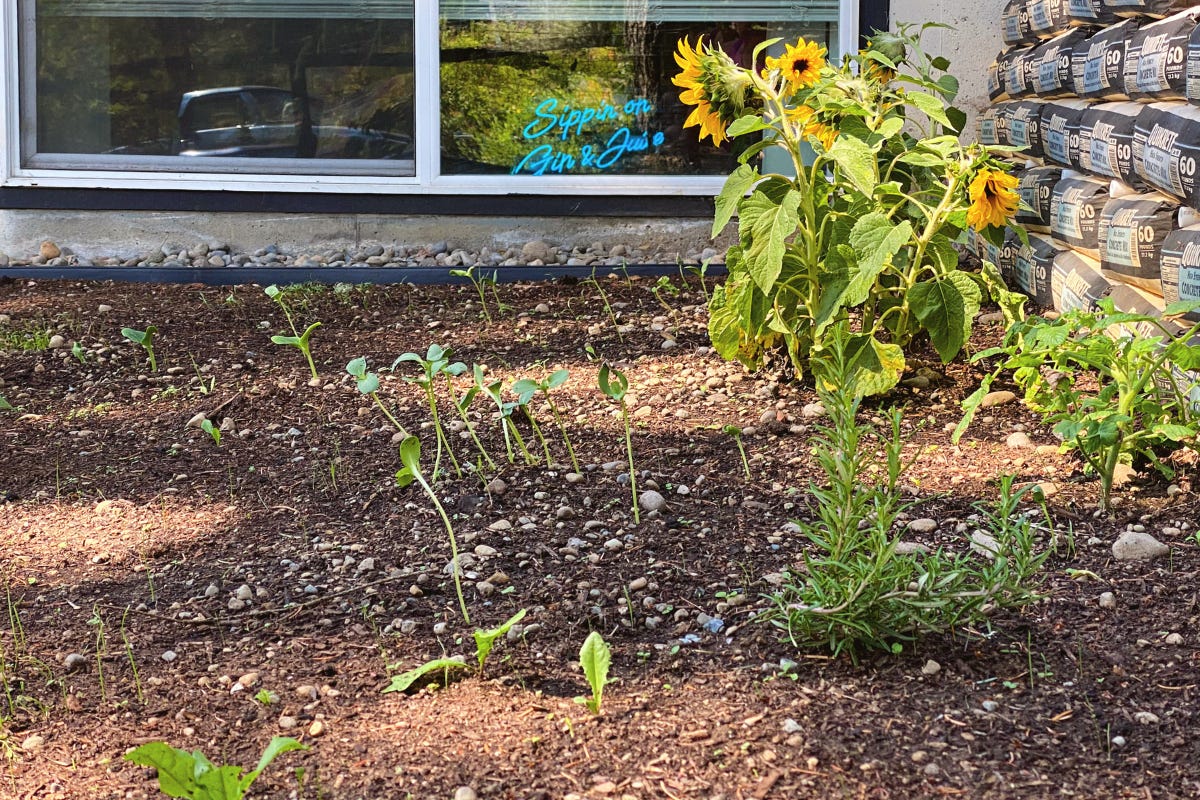 A blooming yellow sunflower and a small rosemary bush growing in a rocky garden bed, surrounded by various small seedlings. The foundation and window of a house are visible in the background. A blooming yellow sunflower and a small rosemary bush growing in a rocky garden bed, surrounded by various small seedlings. The foundation and window of a house are visible in the background.