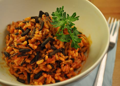 BSF larvae and tomato risotto