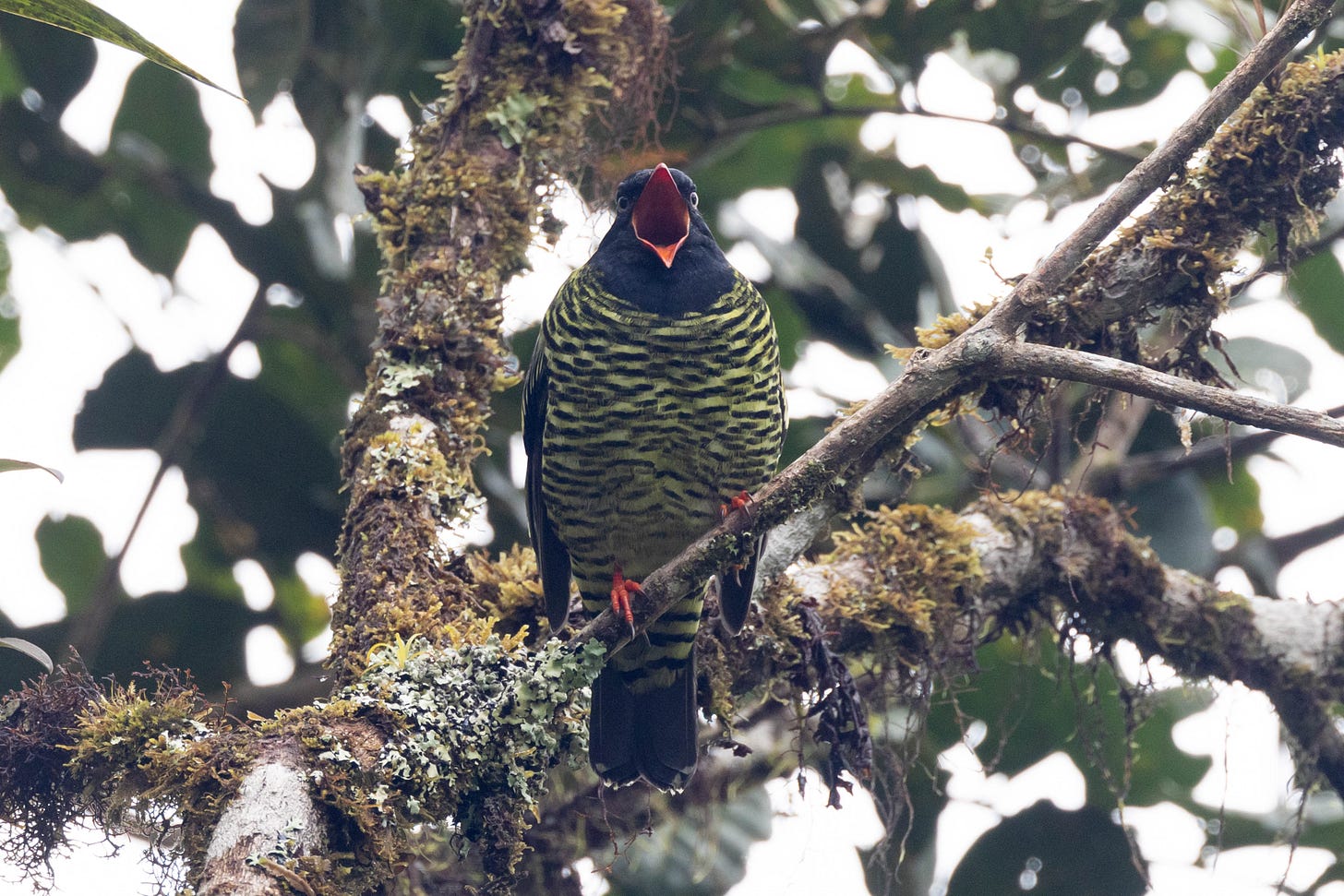 a chunky bird perched on a thin branch sticking out of a moss-covered tree against a white sky. the bird is looking directly at the camera with its bright orange beak wide open. it has a black head with light eyes, a chartreuse belly with thin horizontal black bars going down to the undertail, and bright orange feet.