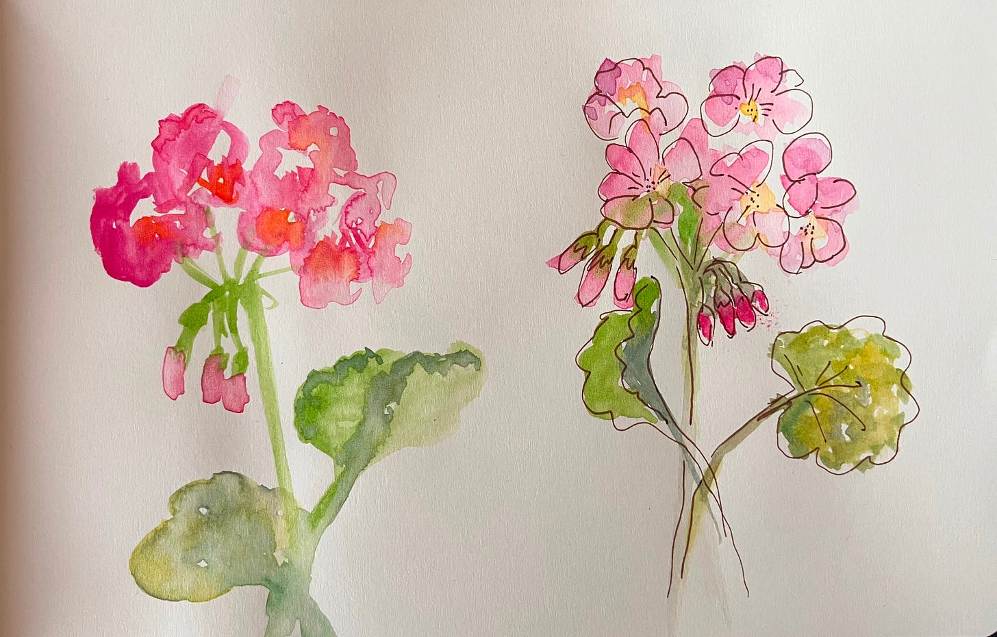 watercolour painting of geranium flowers watercolour painting of geranium flowers