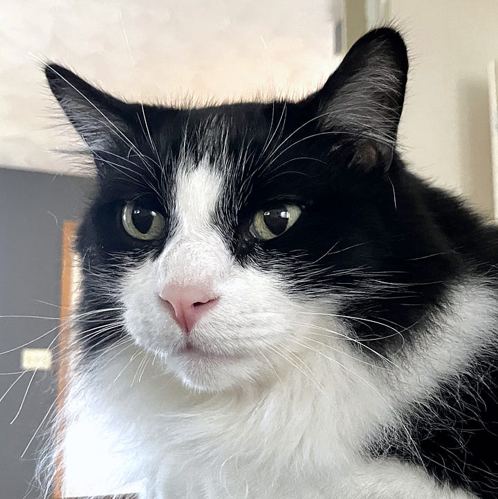 A 2 picture gallery of a face close ups of a long haired black cat, and a long haired black and white cat.