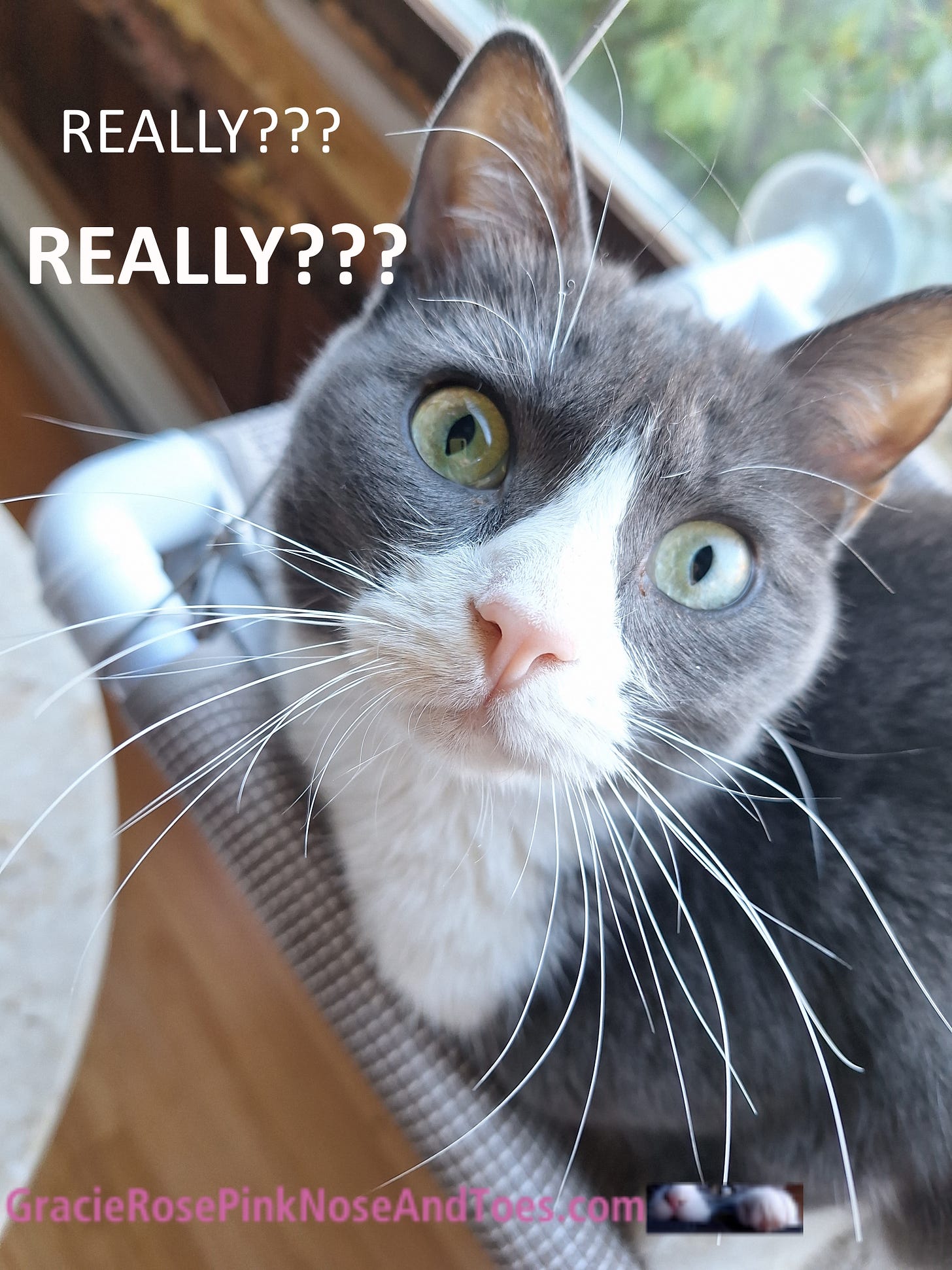 my cat, Gracie Rose, looking incredulous with the words, really? really?