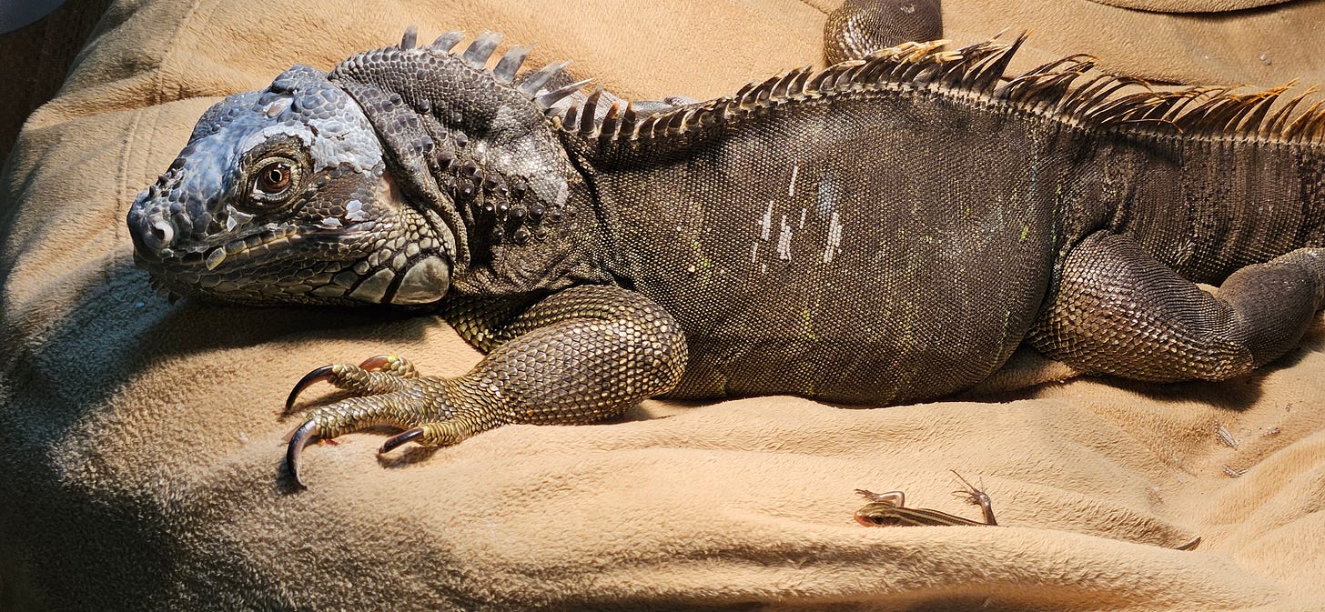 An iguana and a skink sit next to each other on a bean bag An iguana and a skink sit next to each other on a bean bag
