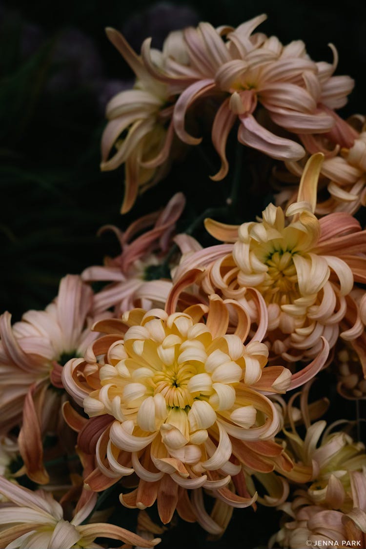 Chrysanthemums