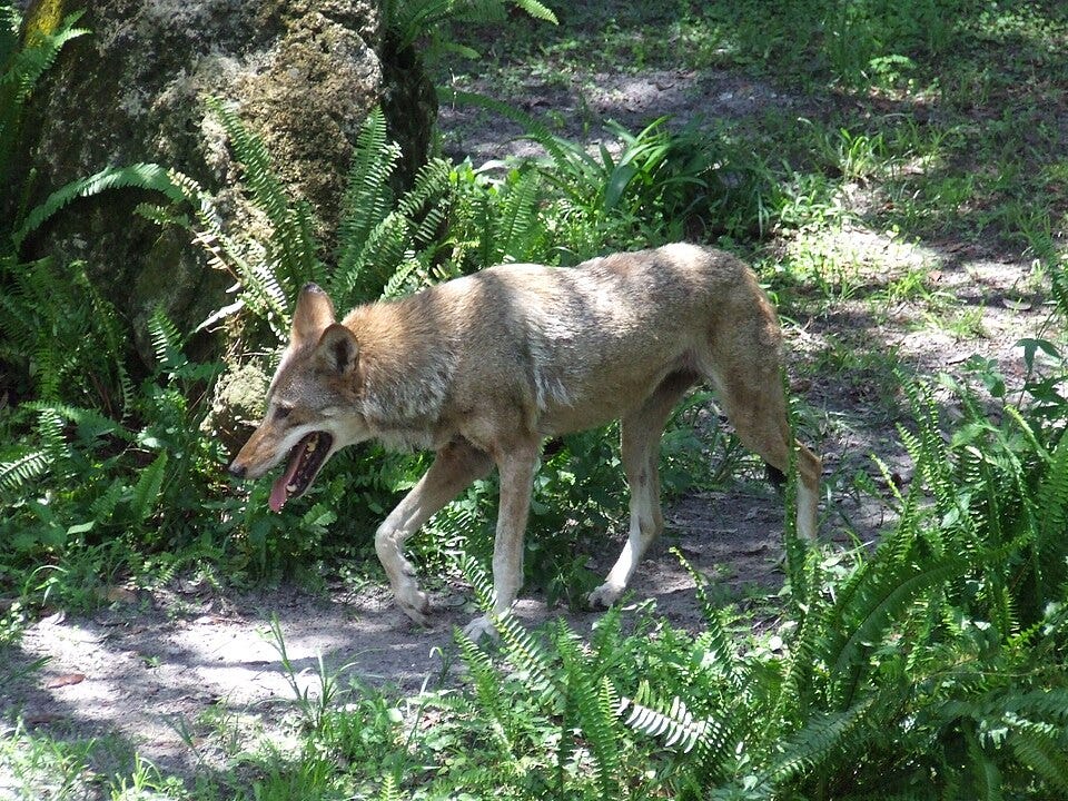 File:RedWolf.JPG