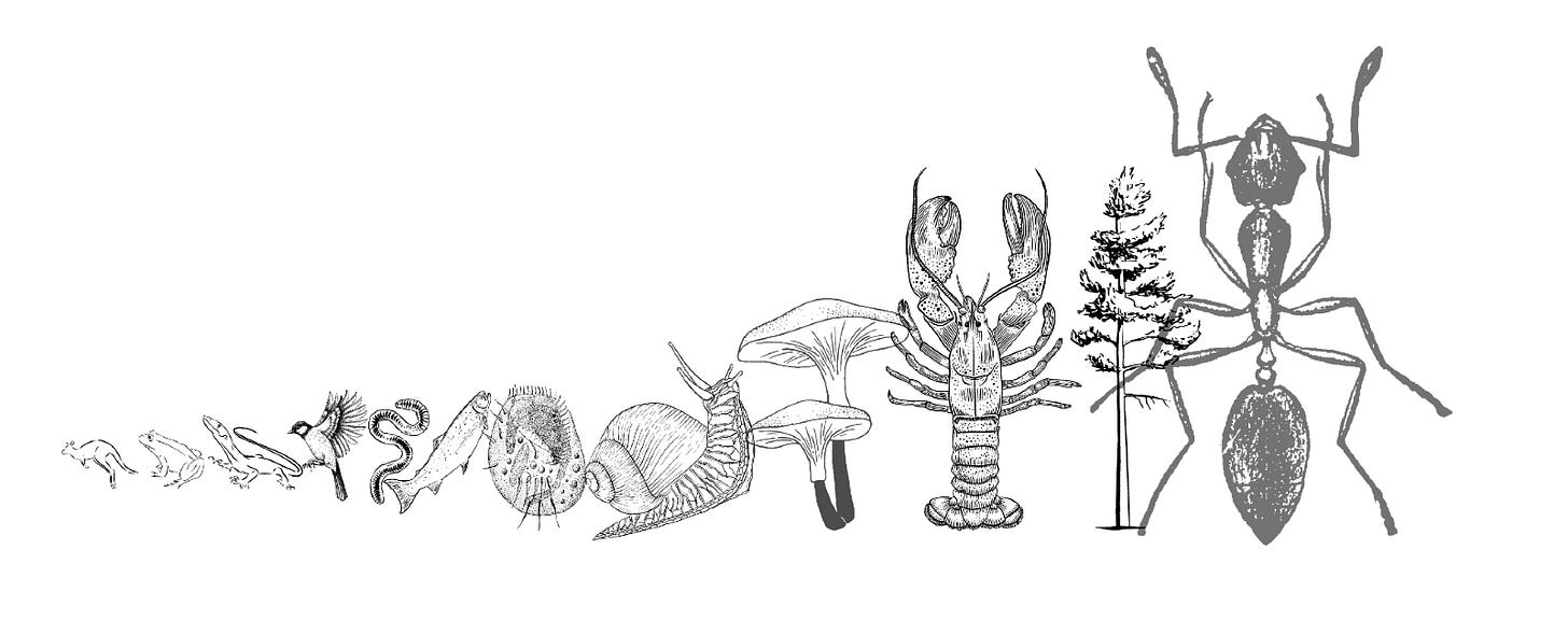biodiversity graphic biodiversity graphic