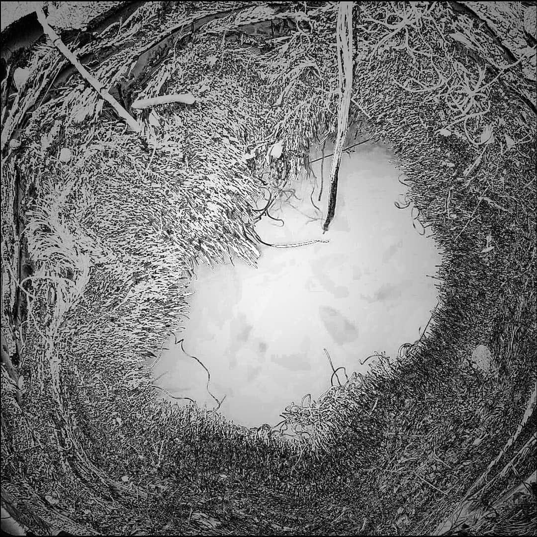 A black-and-white image -- photo? etching? pen-and-ink drawing? -- of an ambiguous subject: the dominant element is a ring of bushy... vegetation? hair? not clear. In the center of the ring is an oval of milky, mottled white and gray. A black-and-white image -- photo? etching? pen-and-ink drawing? -- of an ambiguous subject: the dominant element is a ring of bushy... vegetation? hair? not clear. In the center of the ring is an oval of milky, mottled white and gray.