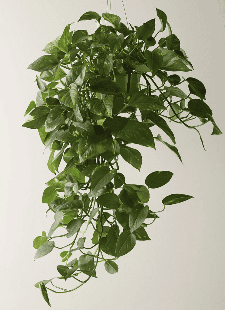 English Ivy growing from a hanging basket.