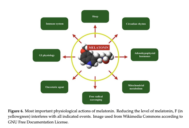 graphic showing the top 8 actions of melatonin, all of which are interfered with by Fluoride graphic showing the top 8 actions of melatonin, all of which are interfered with by Fluoride