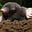 Mole's avatar