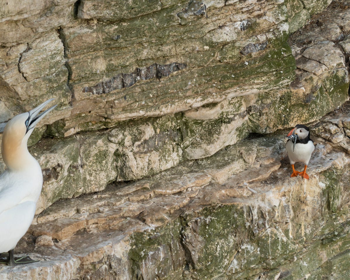 A tiny puffin with a beakful of sand eels looks inquisitively at a large gannet