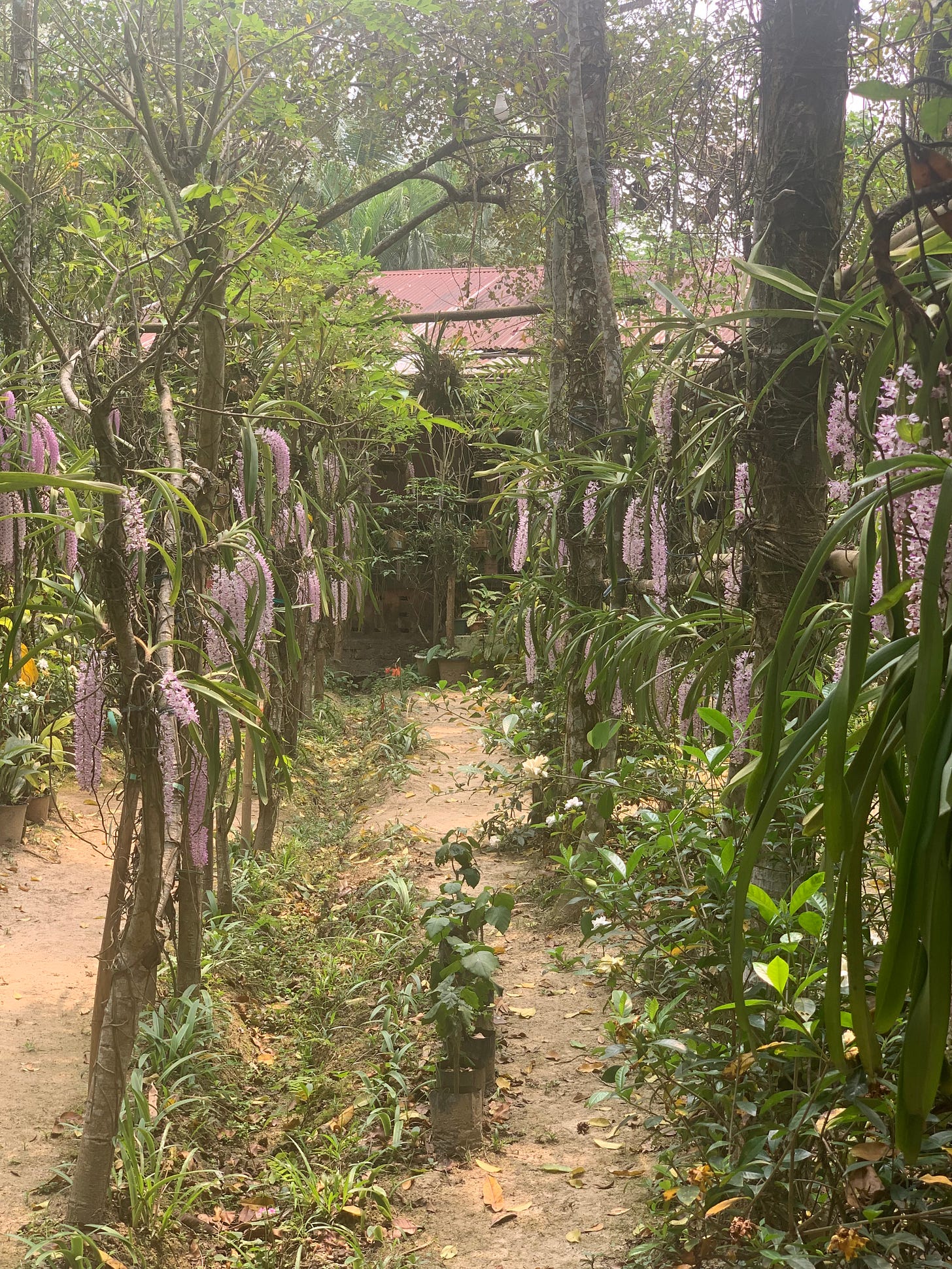 Mithu Gogoi’s forest-like backyard for Kopou conservation