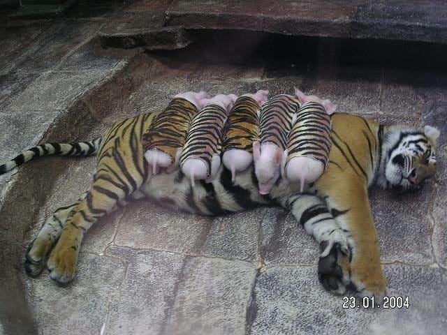 pigletslions.jpg