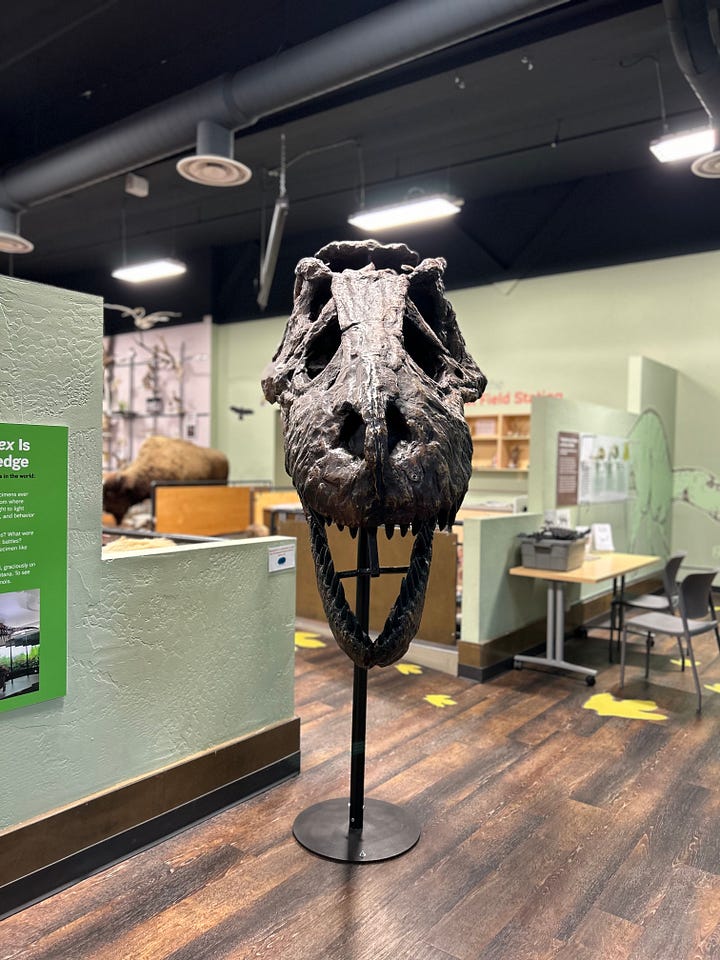 taxidermy, museum, exhibits, displays, interior, furniture