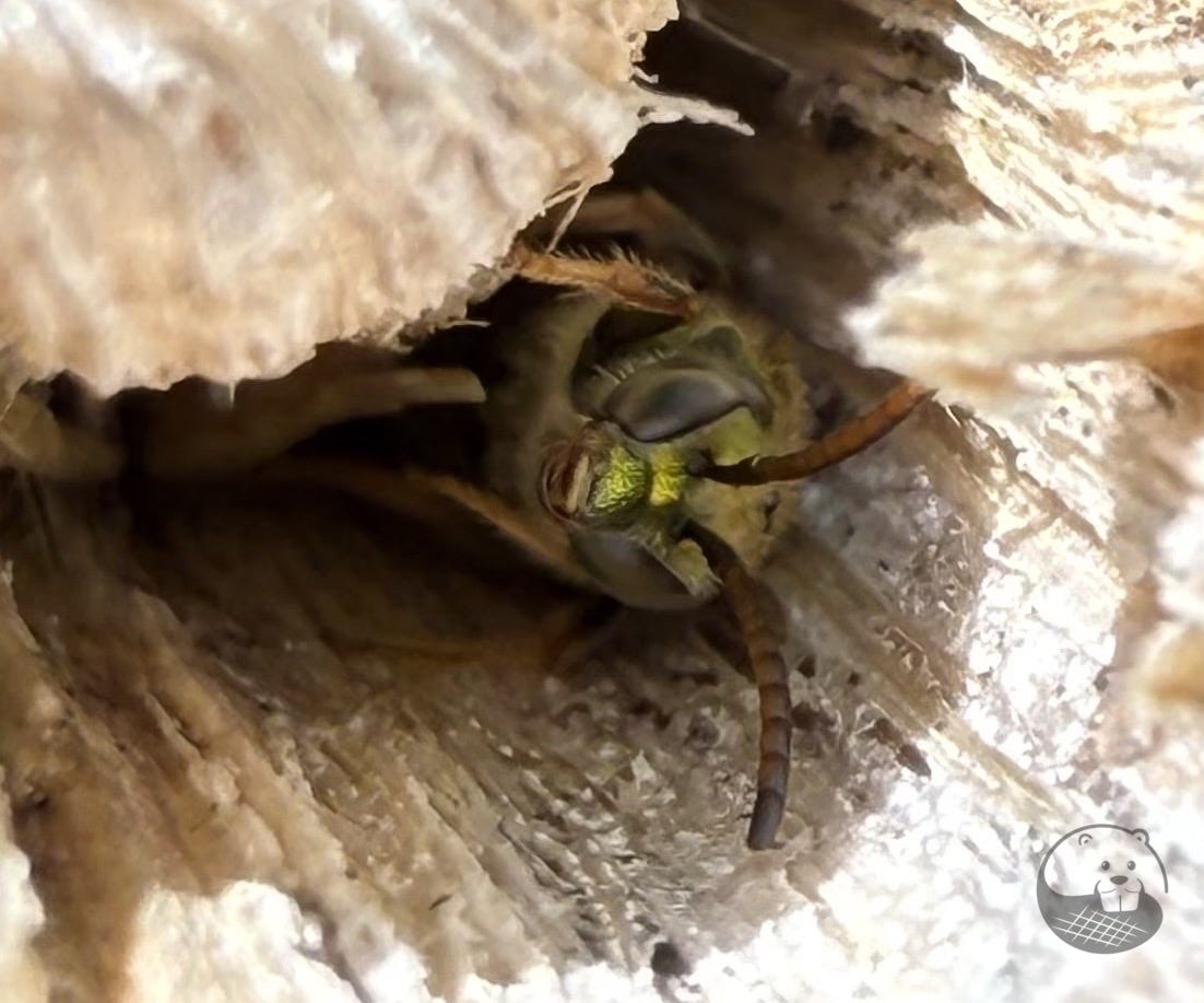 bee resting in hollow stem