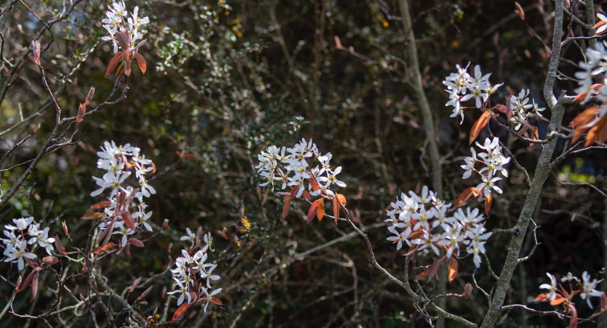 Juneberry (Amelanchier alnifolia) notes: