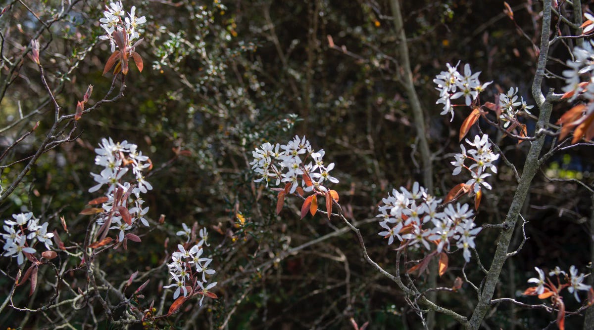 Shows starry white flowers of juneberry on branches without leaves