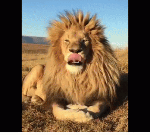 A lion yawning in thirst for a good rest A lion yawning in thirst for a good rest