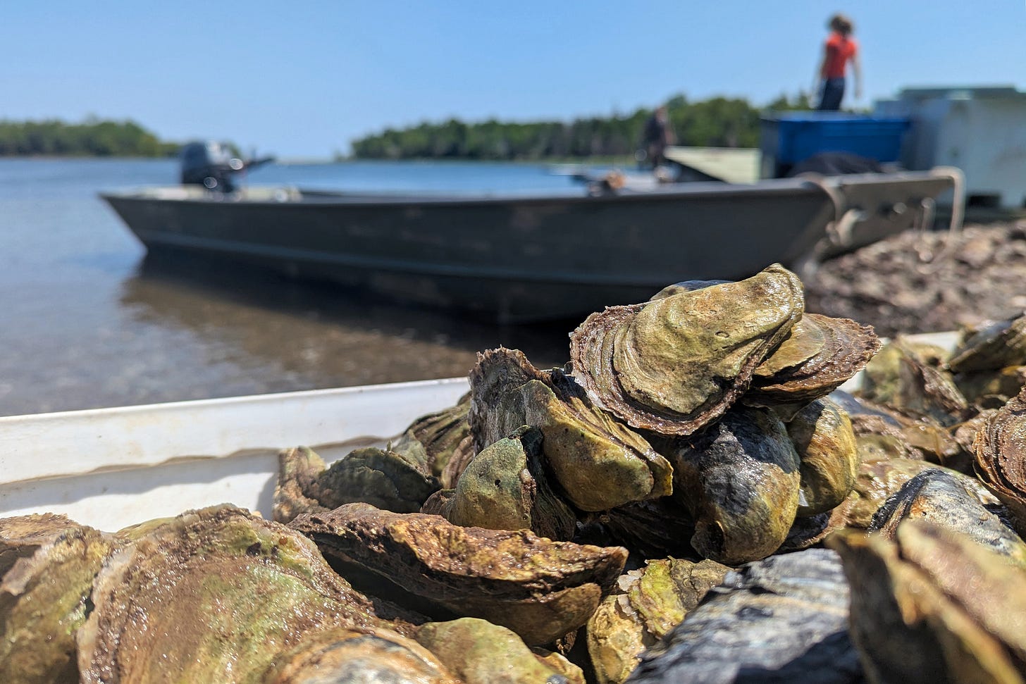 Freshly cleaned oysters are seen in Nova Scotia’s Chance Harbour. Credit: Molly MacNaughton/IJB Freshly cleaned oysters are seen in Nova Scotia’s Chance Harbour. Credit: Molly MacNaughton/IJB