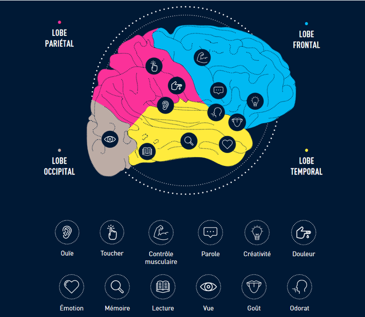 composition cerveau composition cerveau